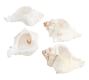 Conch Shell Napkin Rings, Set of 4