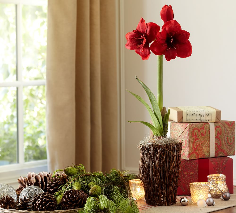 Live Red Amaryllis in Twig Pot