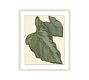 Philodendron Leaf Framed Print