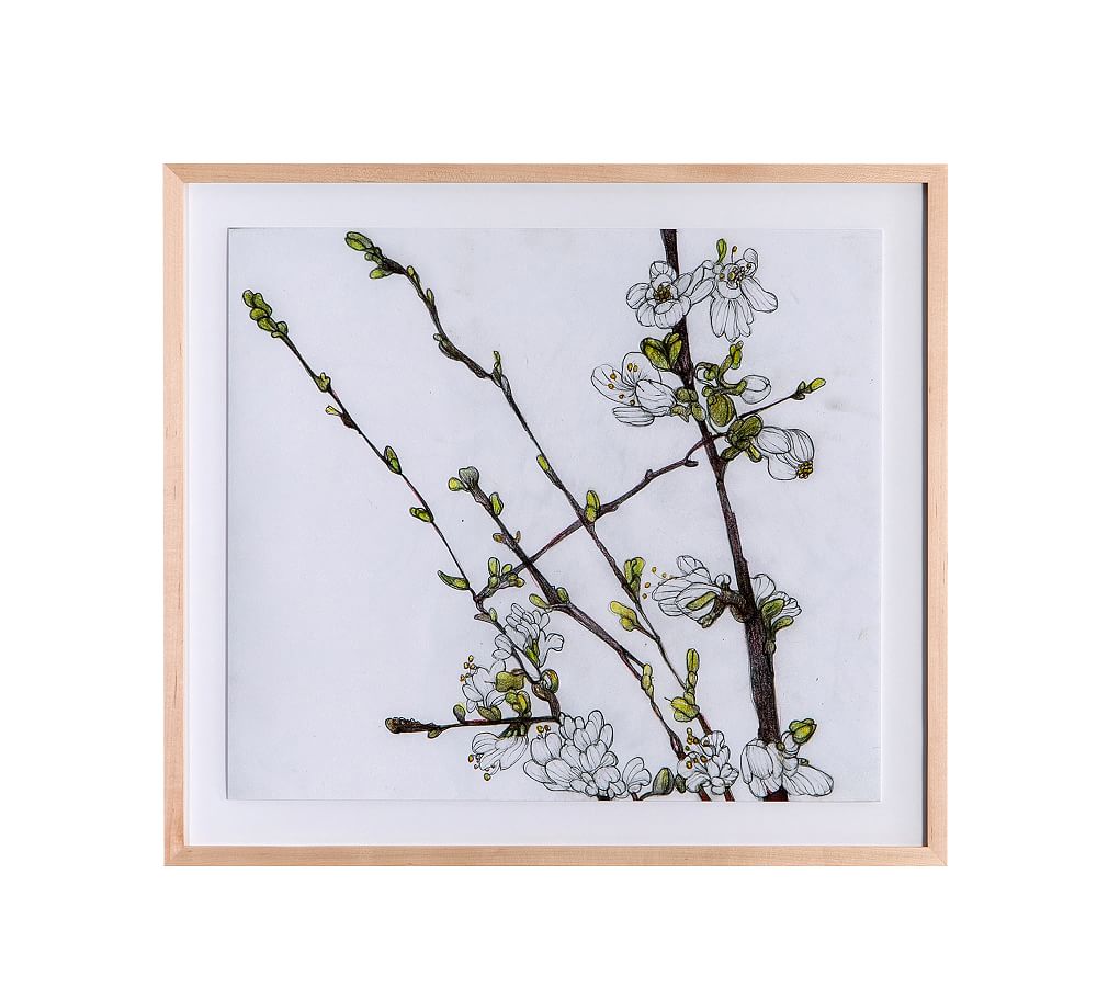 Cherry Blossoms Framed Prints by Amy Bautz