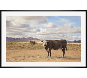 Desert Cattle by Jennifer Meyers | Pottery Barn