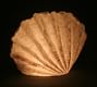 Decorative Lit Frosted Glass Sea Scallop