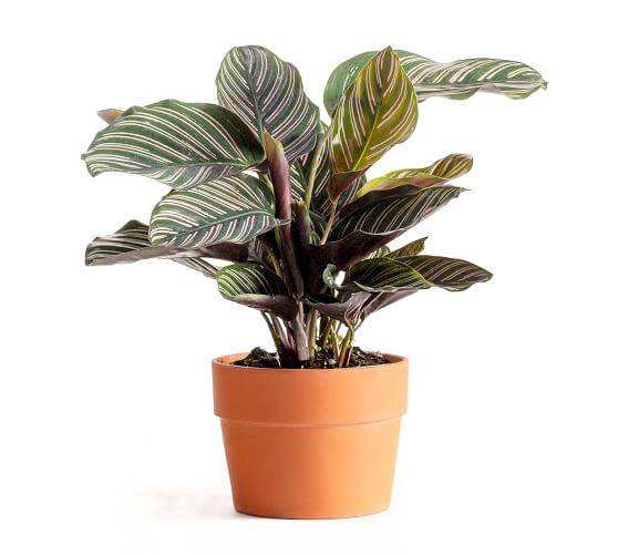 Live Calathea Plant in Terracotta Pot | Pottery Barn