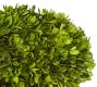 Live Preserved Boxwood Rectangle Topiary Tree