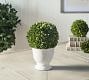Live Preserved Boxwood Topiary Trees