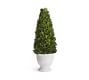 Live Preserved Boxwood Topiary Trees