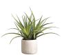 Faux Aloe Plants In Natural-Tone Cement Pot