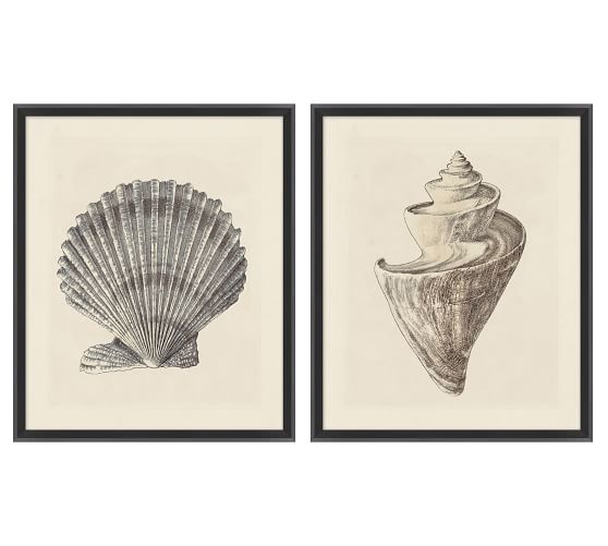 Sepia Shells | Pottery Barn