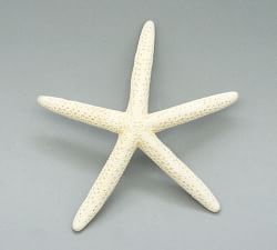 Linka Starfish - Set of 12