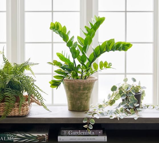 Faux ZZ Plant | Pottery Barn