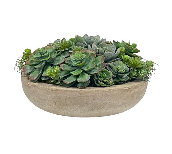 Succulent Arrangement in Bowl | Pottery Barn