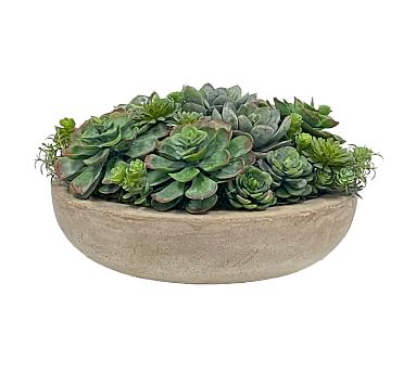 Succulent Arrangement in Bowl | Pottery Barn