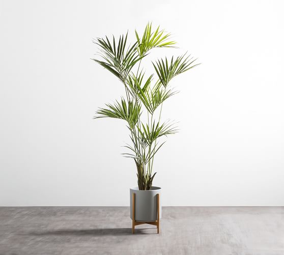 Faux Potted Kentia Palm | Pottery Barn