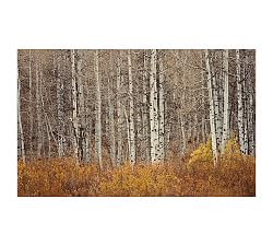 Aspen Trees Framed Print by Jennifer Meyers