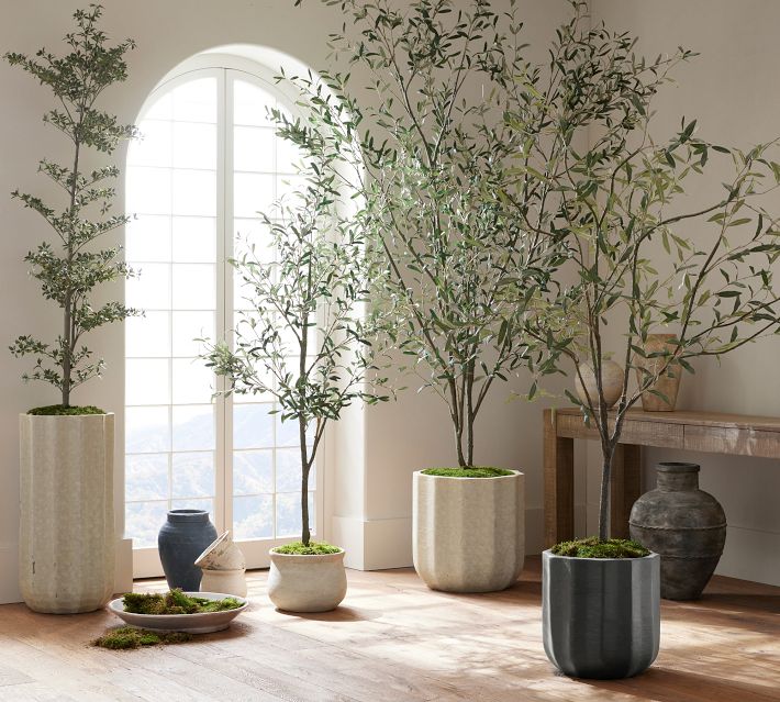 Embrace Elegance: The Complete Guide to Decorative Olive Trees