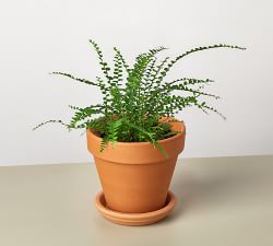 Live Lemon Button Fern In Planter