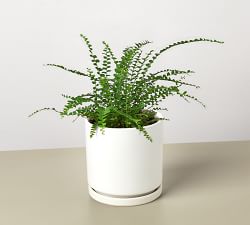 Live Lemon Button Fern In Planter