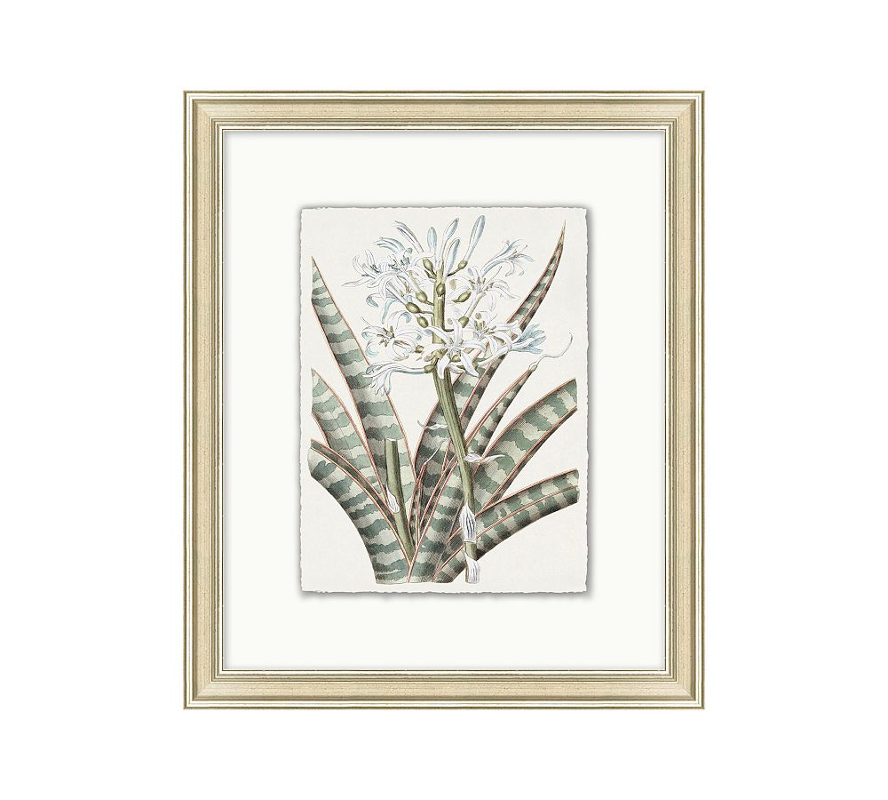 Muted Floal Illustration Framed Print