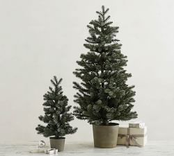 Lit Potted Faux Blue Spruce Trees