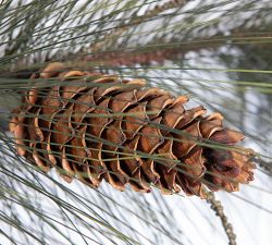 Faux Long Pine Garland - Set Of 3