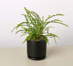 Live Lemon Button Fern In Planter