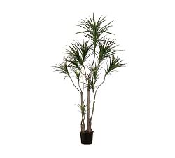 Faux Dracena Marginata Tree - 6'