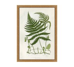 Spring Fern Framed Print