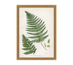 Spring Fern Framed Print