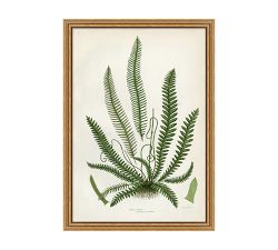 Spring Fern Framed Print