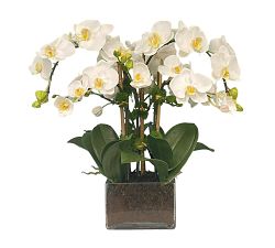 Faux Orchid Phalaenopsis Arrangement in Square Vase