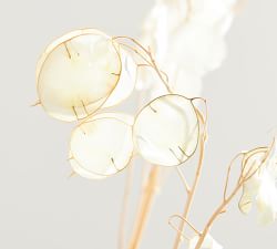 Dried Lunaria Bundle