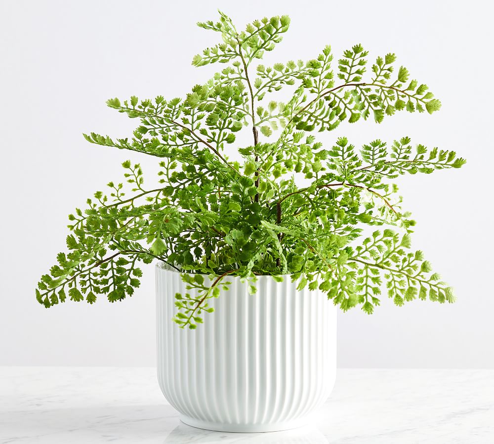 Faux Maidenhair Fern