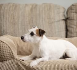 Luxury Microsuede Pet Couch Cover