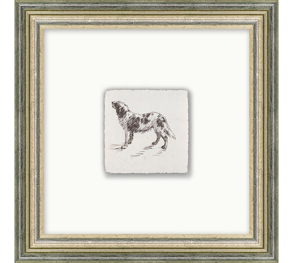 Sketched Dog Framed Print