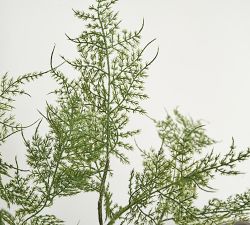 Faux Asparagus Fern