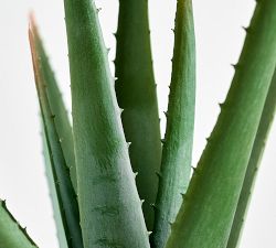 Faux Potted Spike Aloe