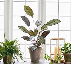 Faux Grey Star Plant