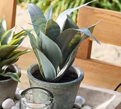 Faux Snake Plant