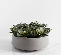 Composed Succulent Arrangement In Ceramic Planter