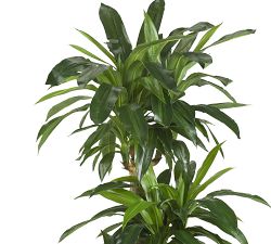 Faux Corn Stalk Dracaena Plant