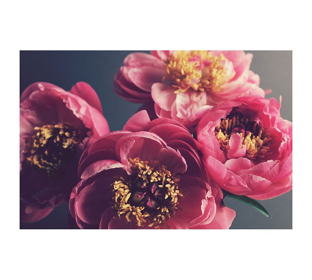Peonies on Gray by Lupen Grainne