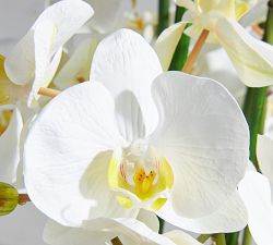 Faux Orchid Phalaenopsis Arrangement in Square Vase