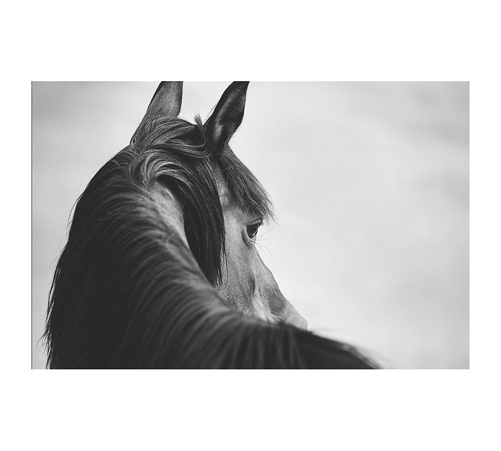 Sideways Glance Framed Paper Print by Jennifer Meyers