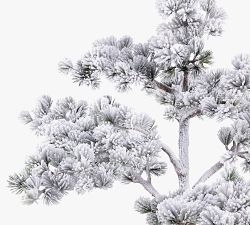 Potted Flocked Pine Tree
