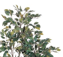 Faux Ficus Tree