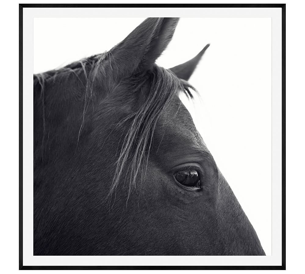 Dark Horse in Profile Framed Prints by Jennifer Meyers