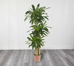 Faux Corn Stalk Dracaena Plant