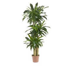 Faux Corn Stalk Dracaena Plant