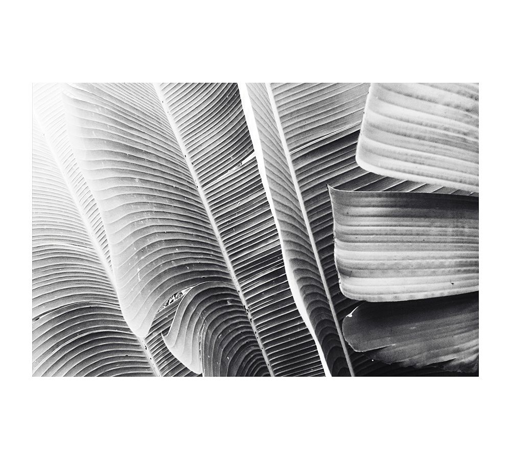 Lush Leaves by Lupen Grainne