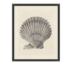 Sepia Shells